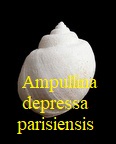 Ampullina depressa parisiensis, d'Orbigny 1850