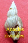 Anachis rissoides, Grateloup 1834