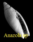 Anazola sp