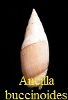 Ancilla buccinoides, Lamarck 1803