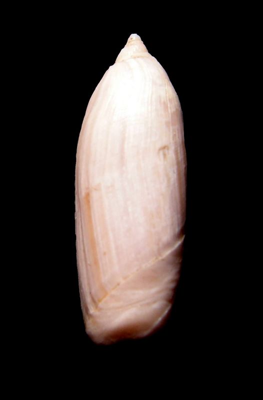 Olividae - † Ancillarina canalifera (Lamarck, 1803) - Fleury la Rivière 51 Ancicana11