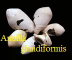 Ancilla glandiformis, Lamarck 1810