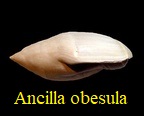 Ancilla obesula, Deshayes 1866 ou 1865