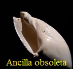 Ancilla obsoleta, Brocchi 1814