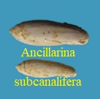 Ancillarina subcanalifera, d' Orbigny 1852