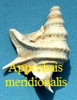 Aporrhais meridionalis, Basterot 1825