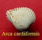 Arca (Anadara) cardiiformis, Basterot 1825
