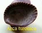 Arca (Anadara) turonica, Dujardin 1837