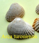Arca (Anadara) turoniensis, Dujardin 1837