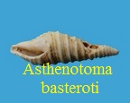 Asthenotoma basteroti, Desmoulins 1842