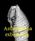 Asthenotoma exbasteroti, Peyrot 1932