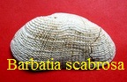 Barbatia scabrosa, Nyst 1848