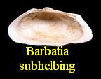Barbatia subhelbing, d' Orbigny 1852