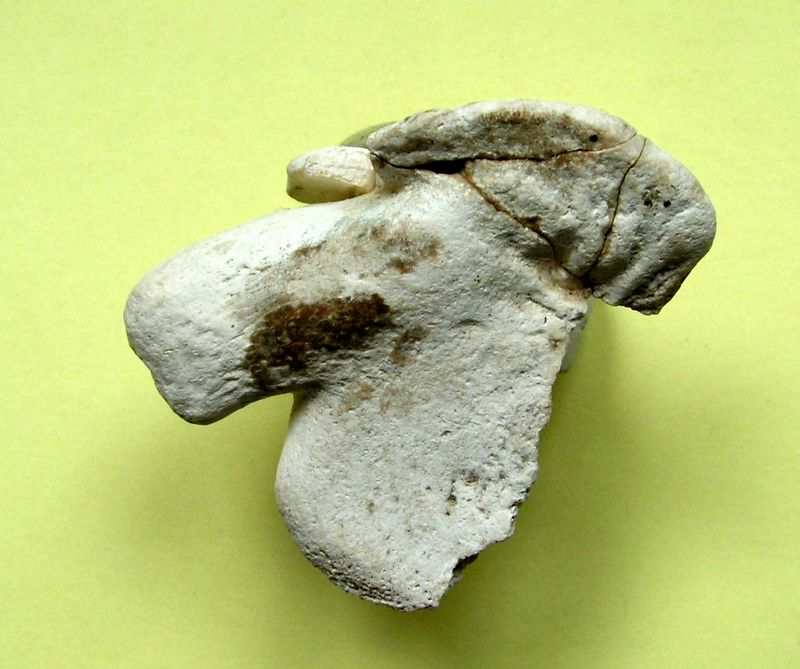 dent fossile provenant de la Nièvre Beloblai10