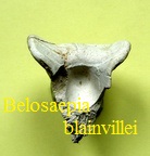 Belosaepia blainvillei, Deshayes 1835