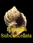 Bivetiella subcancellata, d' Orbigny 1852