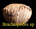 Brachiopodes sp.