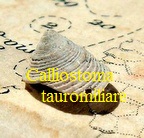 Calliostoma tauromiliare, Sacco 1896 f. pseudoconuloides