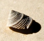 Calliostoma tauromiliare