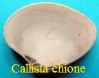 Callista chione, Linné 1758