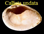 Callista,meretrix, undata, Basterot 1825