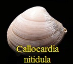 Callocardia nitidula, Lamarck 1806