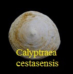 Calyptraea ,cestasensis, Cossmann & Perrot 1919 