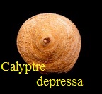 Calyptraea depressa, Lamarck 1822