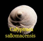 Calyptraea sallomacensis, Cossmann & Peyrot 1921
