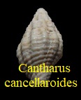 Cantharus cancellaroides, Basterot 1825