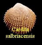 Cardita salbriacensis, Cossman 