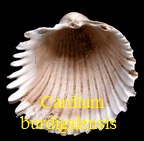 Cardium burdigalensis