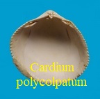 Cardium polycolpatum