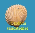 Cardium saucatsense, Mayer 1866