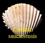 Cardium saucatsensis, Mayer & Eymar 1866