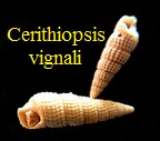 Cerithiopsis vignali, Cossmann & Peyrot 1922
