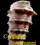 Cerithium (Serratocerithium) cossmanni, Charpiat 1919