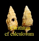 Cerithium cf. calculosum, Defrance in de Basterot 1825