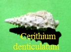 Cerithium (Serratocerithium) denticalum, Lamarck 1804