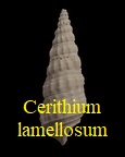 Ptychocerithium lamellosum (Bruguière, 1792)