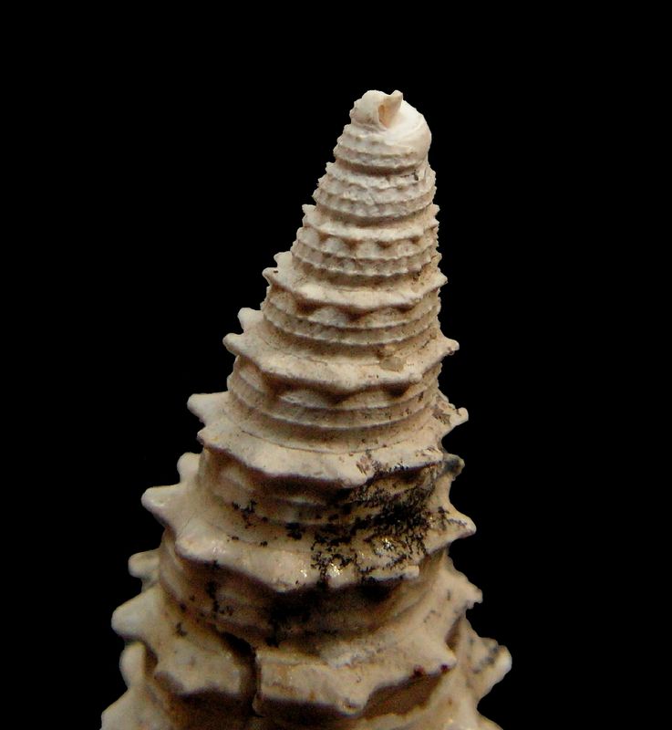 Cerithiidae - † Cerithium mutabile (Lamarck, 1804) - (Bassin Parisien) Cerimuta13