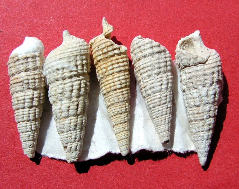 Cerithiidae - † Granulolabium plicatum (Bruguière, 1792) - Région Parisienne Ceriplic16