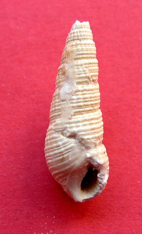 Cerithiidae - † Granulolabium plicatum (Bruguière, 1792) - Région Parisienne Ceriplic19