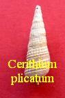 Cerithium plicatum, Bruguière 1792 