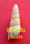 Pirenella plicata