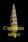 Cerithium salmo, Basterot 1825
