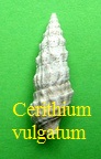 Cerithium vulgatum tunisie