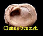Chama benoisti