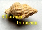 Charonia tritoneum, Grateloup 1840