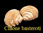 Chione Basteroti, Deshayes 1843
